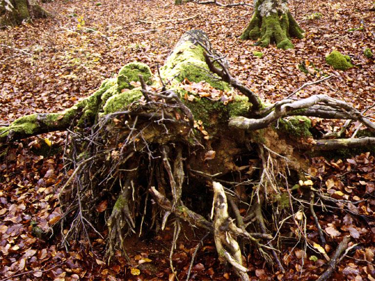 Agonia en el bosque.jpg